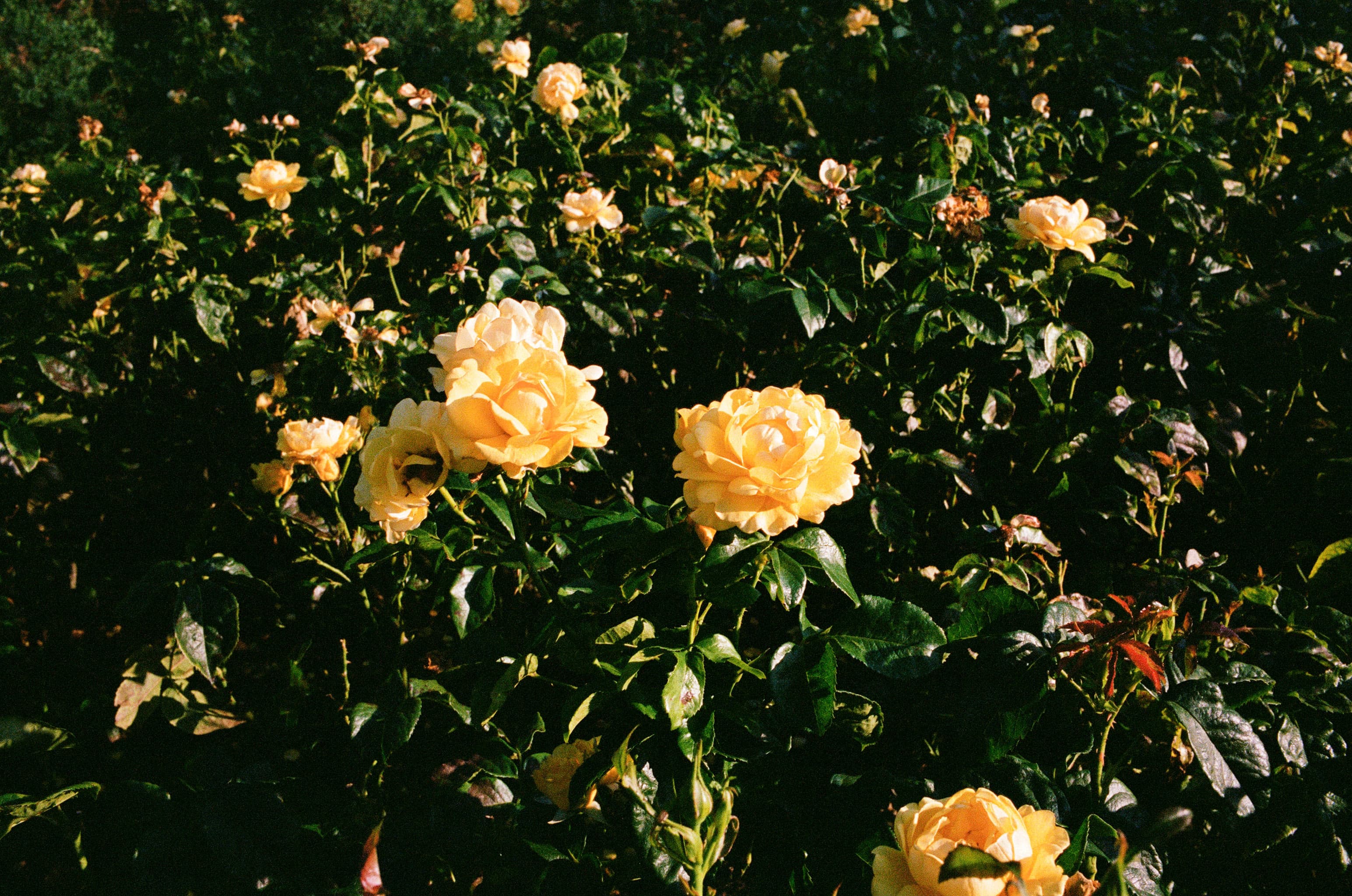 yellow roses in a rose garden in london